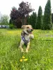 Молоденькая собака Мия в добрые руки