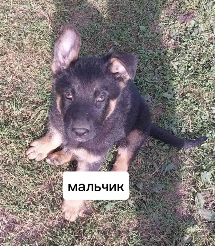 Щенки немецкой овчарки