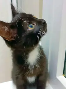 Котенок Понтиак - крошка хаврошка