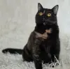 Красотка Холли. Кошка. кастрирована.