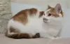 Кот Пчел. Добрый и красивый.