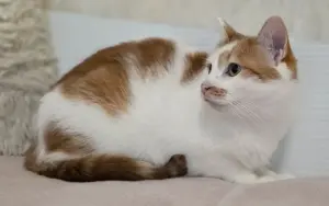 Кот Пчел. Добрый и красивый.