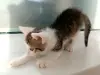 Котенок Помпон - малыш-крепыш