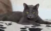 Кот Тео