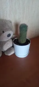 Комнатные растения кактус