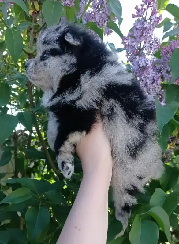 Чудо щеночки Уникальные Шпицы, Мерле комочки!