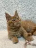 Мейн-Кун котята