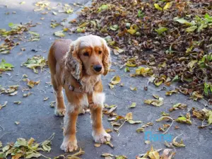 Английский кокер спаниель