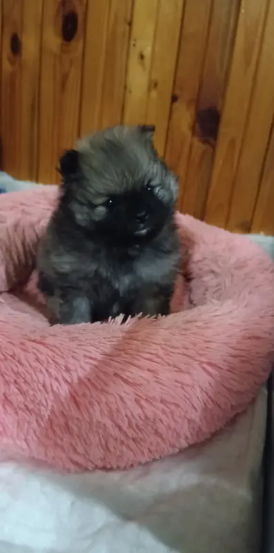 Померанский шпиц