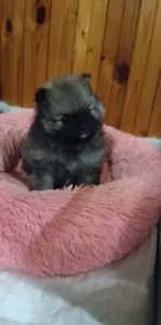 Померанский шпиц