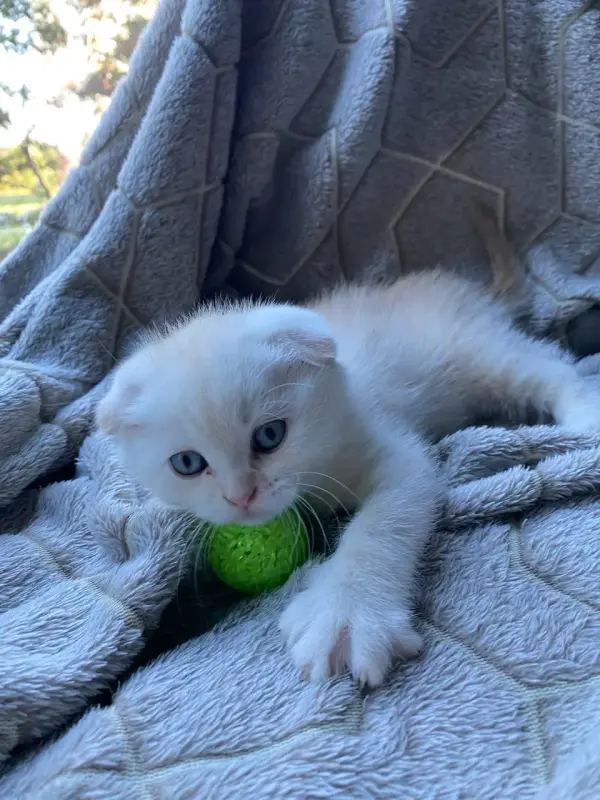 Шотландский котенок