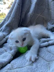 Шотландский котенок