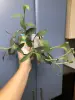 Сеткразия