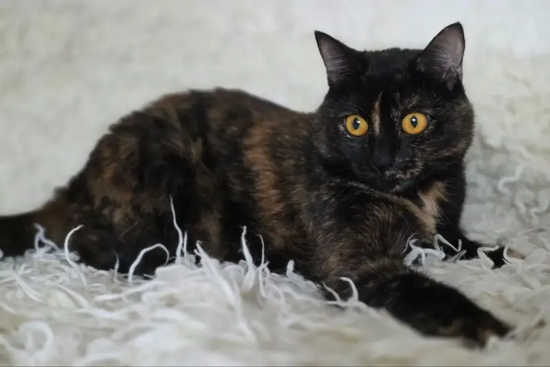 Красотка Холли. Кошка. кастрирована.