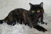 Красотка Холли. Кошка. кастрирована.