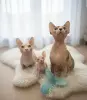 Котята Канадский сфинкс Бамбини Лонг Белоснежные