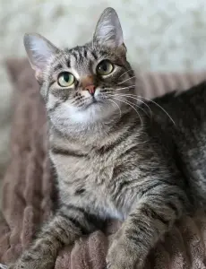 Котенок подросток Манюня