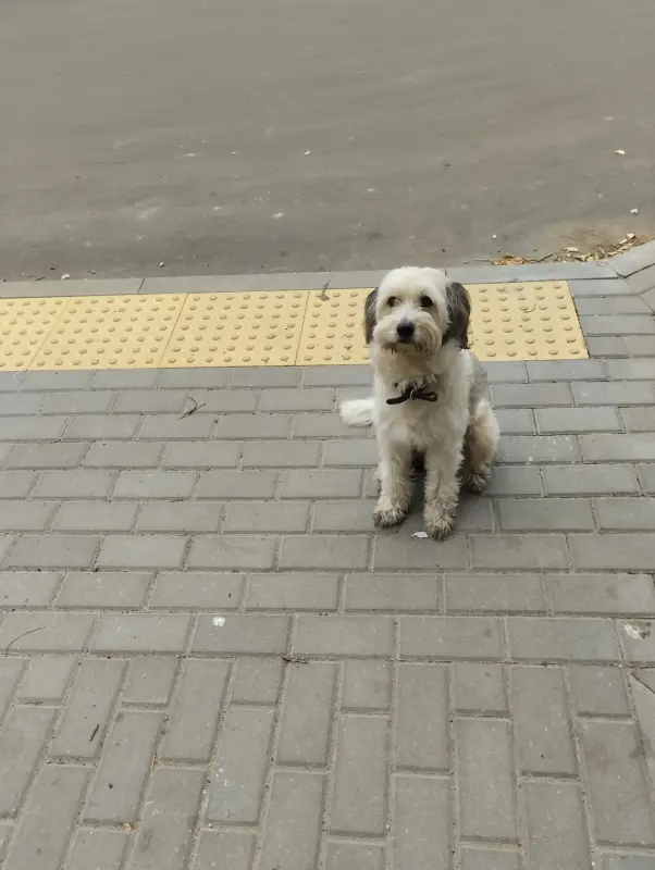 Потеряшка