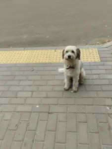 Потеряшка