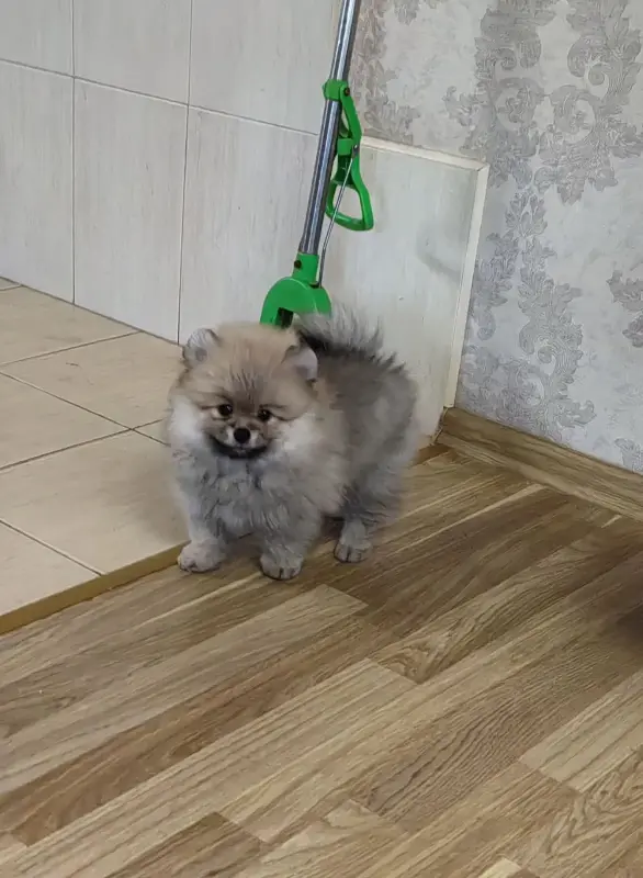 Померанский шпиц.
