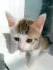 Котенок Помпон - малыш-крепыш