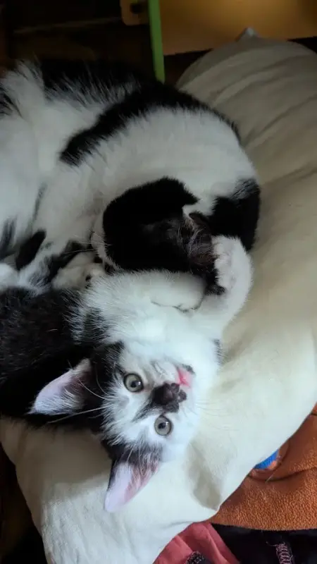Котёнок