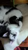 Котёнок