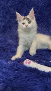 Мейн-Кун котята