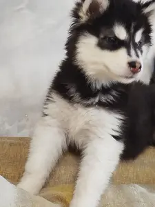 Хаски