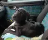 КУРЦХААР ЩЕНОК МЕТИС