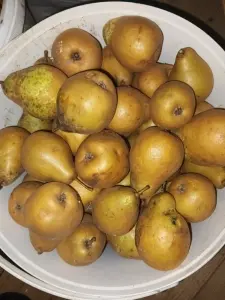 Груши и яблоки поздние