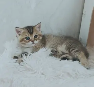 Шотландский мальчик