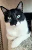 Кот. Молод. Хорош. Марик. Привит. Кастрирован.