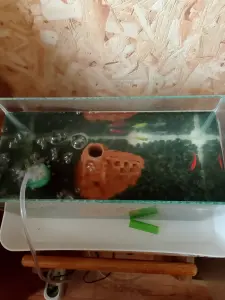 Аквариум с рыбками