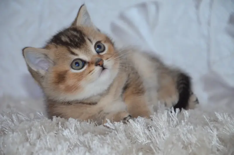 Шотландские котята