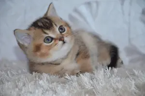 Шотландские котята