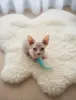 Котята Канадский сфинкс Бамбини Лонг Белоснежные