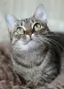 Котенок подросток Манюня