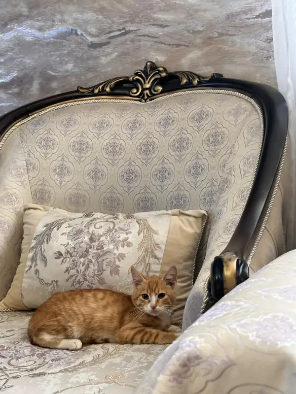 В дар прекрасный ласковый котёнок-мальчик Лучик