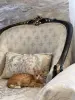 В дар прекрасный ласковый котёнок-мальчик Лучик
