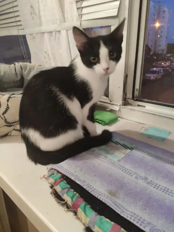 Кошечка Наоми 5 месяцев