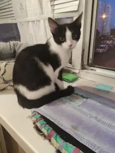 Кошечка Наоми 5 месяцев