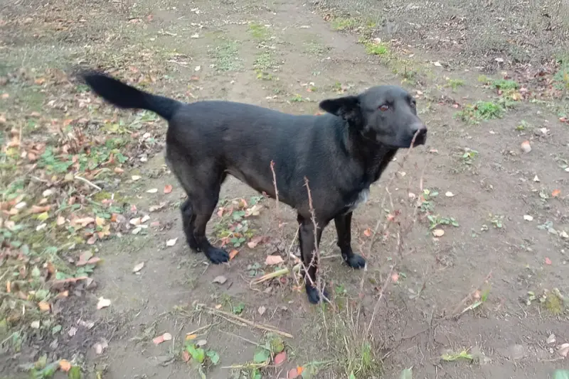 Прекрасная собака-охранница Бэтта в дар