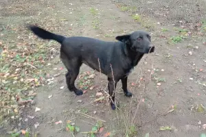 Прекрасная собака-охранница Бэтта в дар