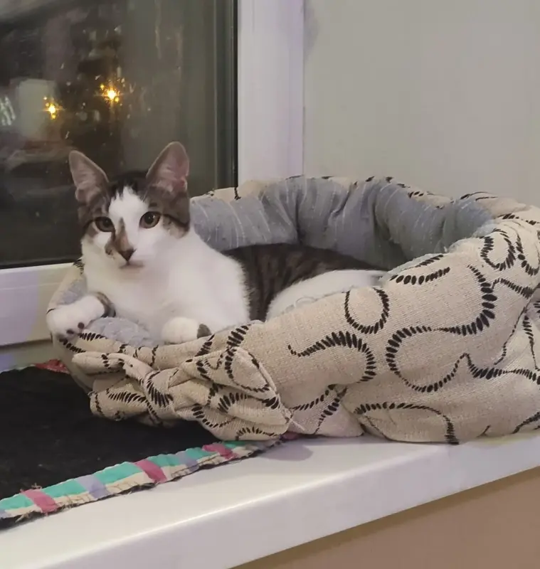 Котёнок 5 месяцев