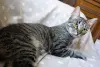Котенок Тоффи, 7 мес., кастрирована.