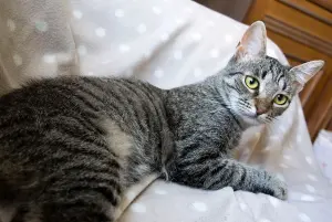 Котенок Тоффи, 7 мес., кастрирована.