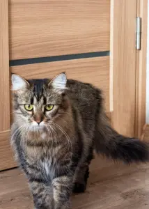 Кошка Капа, молодая, кастрирована.