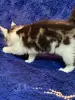 Мейн-Кун котята