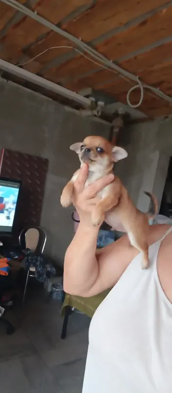 Чихуахуа